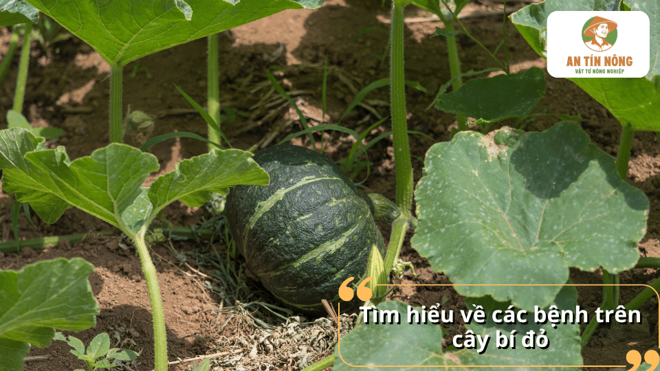 Tổng quan các bệnh thường gặp trên cây bí đỏ và những dấu hiệu cần chú ý.