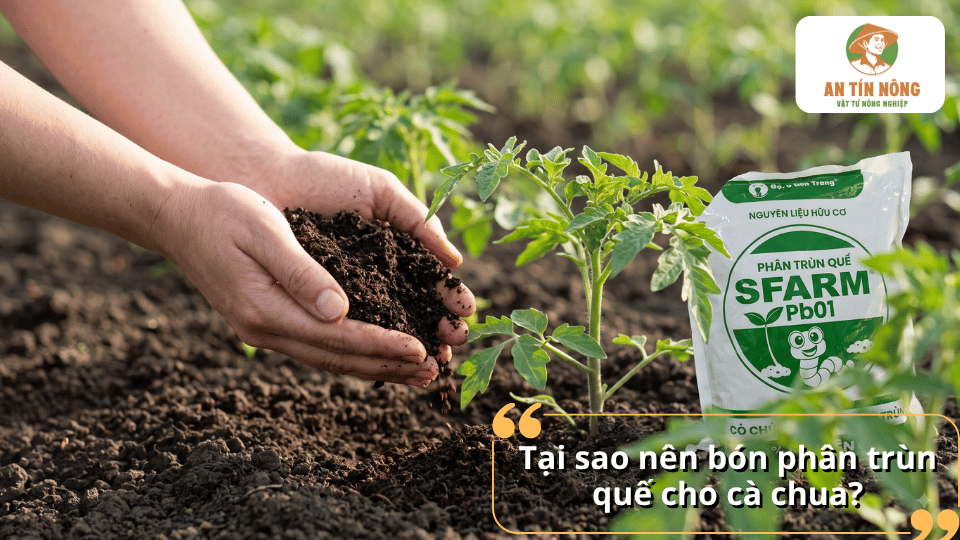 Vì sao nên bón phân trùn quế cho cà chua để bổ sung dinh dưỡng và hỗ trợ cây phát triển tốt.