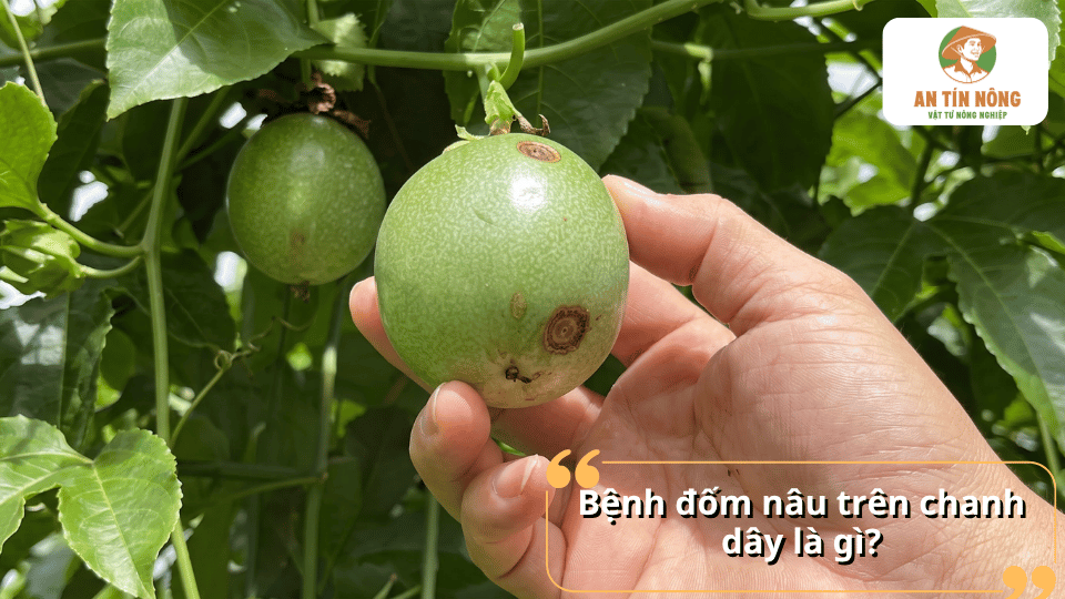 Bệnh đốm nâu trên chanh dây là gì và dấu hiệu nhận biết bệnh trên quả.