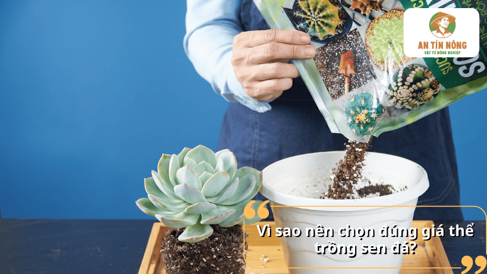 Vì sao nên chọn đúng giá thể trồng sen đá để tạo môi trường tơi xốp, thoáng khí và hỗ trợ bộ rễ phát triển khỏe mạnh.