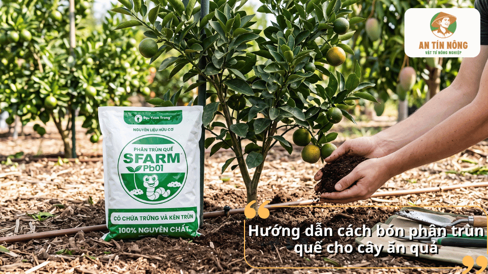 Hướng dẫn cách bón phân trùn quế cho cây ăn quả đúng kỹ thuật.