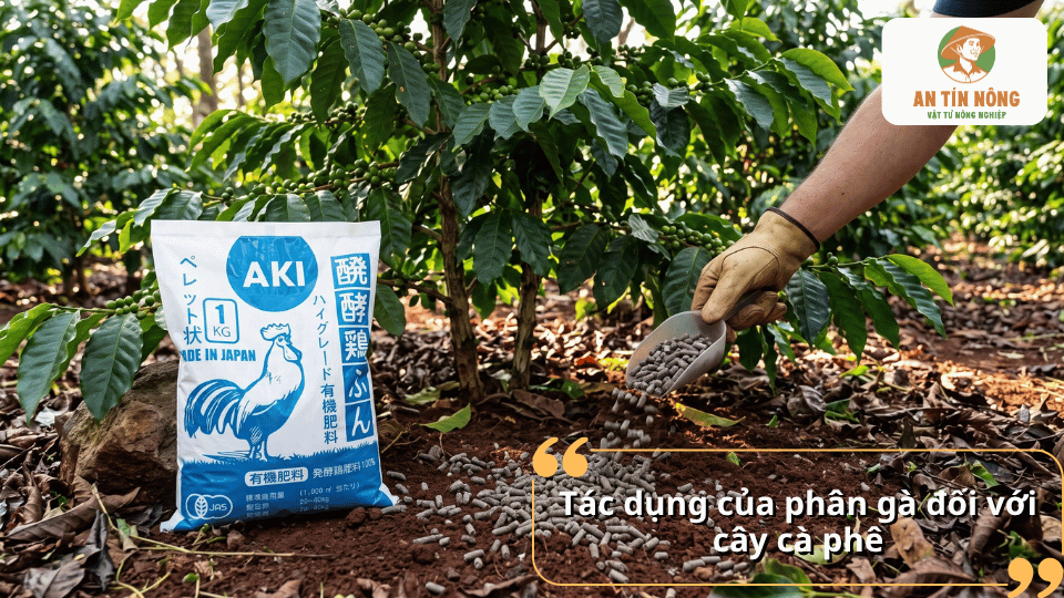 Tác dụng của phân gà đối với cây cà phê, hỗ trợ bổ sung dinh dưỡng và cải thiện điều kiện đất trồng.