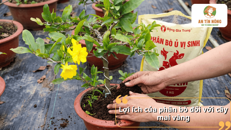 Lợi ích của phân bò đối với cây mai vàng, hỗ trợ cây sinh trưởng và phát triển.