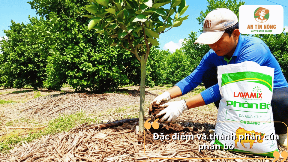 Đặc điểm và thành phần của phân bò, giúp bổ sung chất hữu cơ và cải thiện đất trồng cây ăn quả.