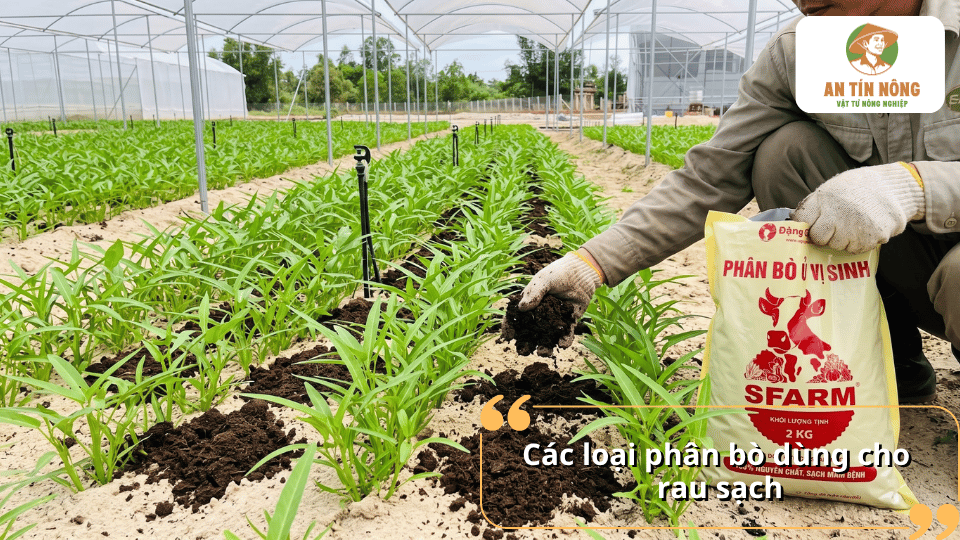 Các loại phân bò dùng cho rau sạch, phù hợp với nhiều loại rau và điều kiện canh tác.