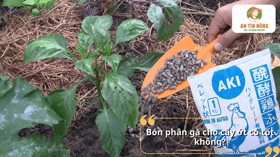 Bón phân gà cho cây ớt có tốt không và những lợi ích khi sử dụng đúng cách.