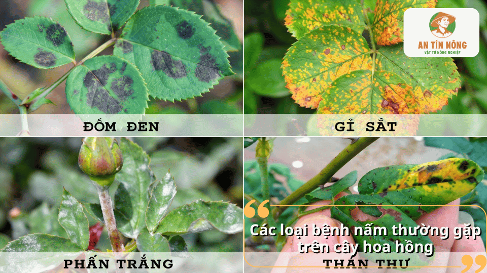 Các loại bệnh nấm thường gặp trên cây hoa hồng như đốm đen, gỉ sắt, phấn trắng và thán thư