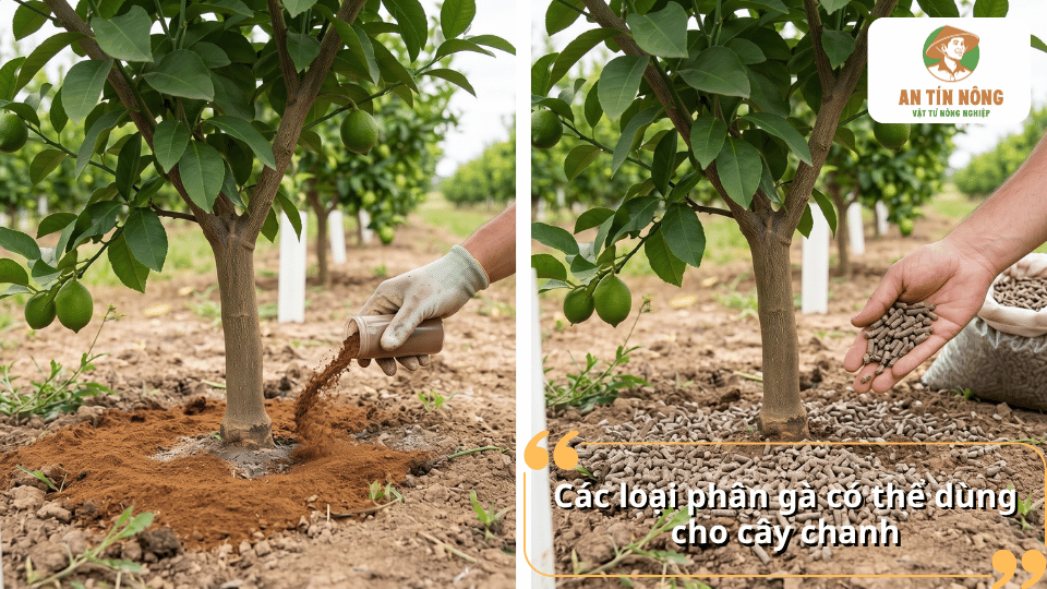 Các loại phân gà có thể dùng cho cây chanh giúp cung cấp dinh dưỡng phù hợp trong quá trình chăm sóc cây.
