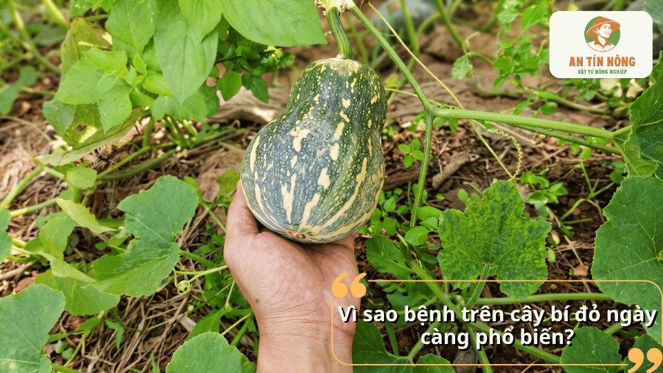 Nguyên nhân khiến bệnh trên cây bí đỏ ngày càng phổ biến và ảnh hưởng đến năng suất.