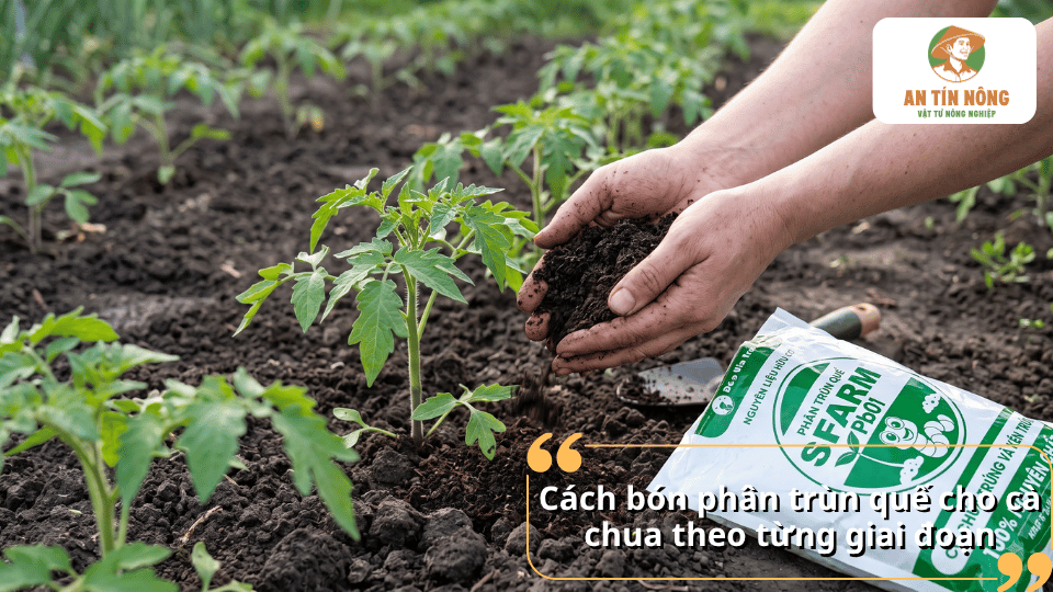 Cách bón phân trùn quế cho cà chua theo từng giai đoạn sinh trưởng, từ cây con đến khi ra quả.