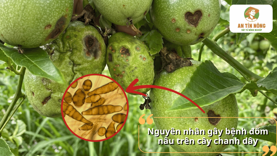 Nguyên nhân gây bệnh đốm nâu trên cây chanh dây và các tác nhân khiến bệnh phát sinh.