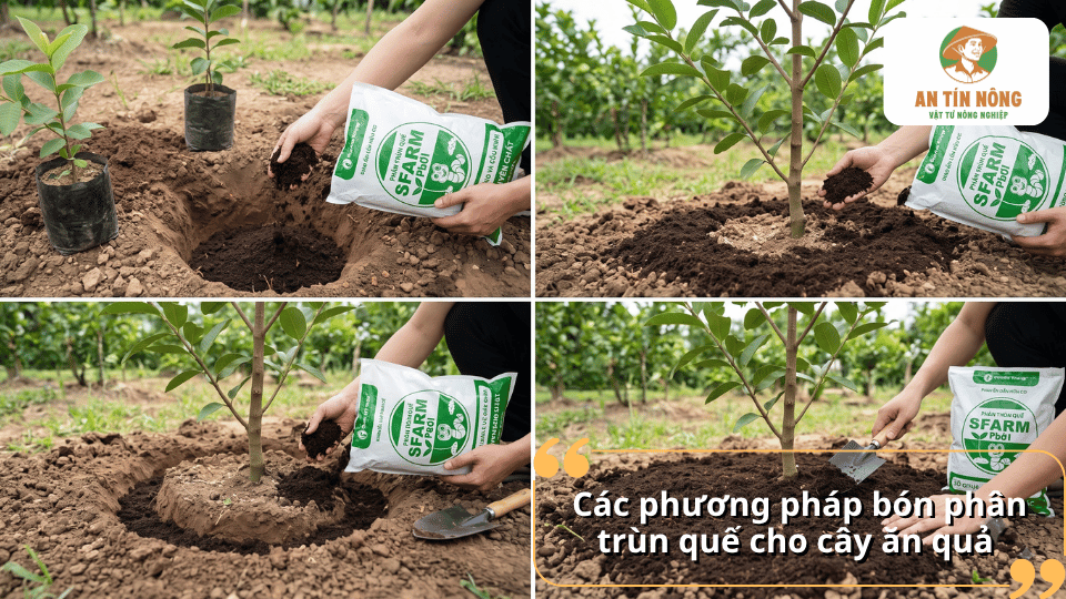 Các phương pháp bón phân trùn quế cho cây ăn quả trong chậu và ngoài vườn.