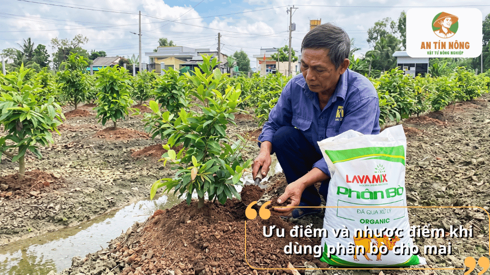 Ưu điểm và nhược điểm khi dùng phân bò cho mai vàng.