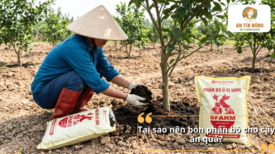 Bón phân bò cho cây ăn quả giúp bổ sung dinh dưỡng và hỗ trợ cây sinh trưởng khỏe mạnh.