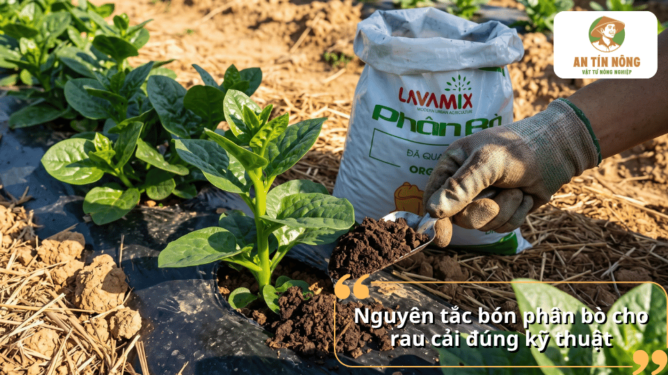 Nguyên tắc bón phân bò cho rau cải đúng kỹ thuật, đảm bảo cây hấp thu dinh dưỡng phù hợp.