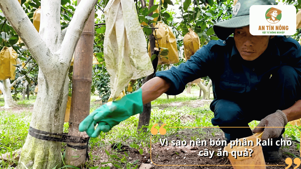 Bón phân kali cho cây ăn quả nhằm bổ sung dinh dưỡng và hỗ trợ cây phát triển khỏe mạnh.