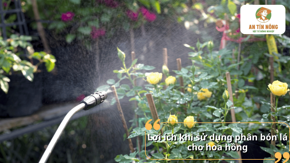 Lợi ích khi sử dụng phân bón lá cho hoa hồng, giúp bổ sung dinh dưỡng qua lá và hỗ trợ cây sinh trưởng, phát triển tốt.