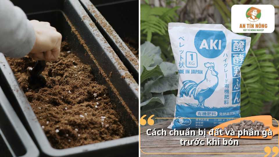 Cách chuẩn bị đất và phân gà trước khi bón cho cây ớt, giúp cây hấp thu dinh dưỡng tốt.