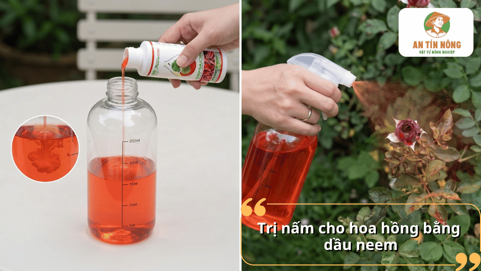 Trị nấm cho hoa hồng bằng dầu neem với dung dịch được pha và phun trực tiếp lên cây
