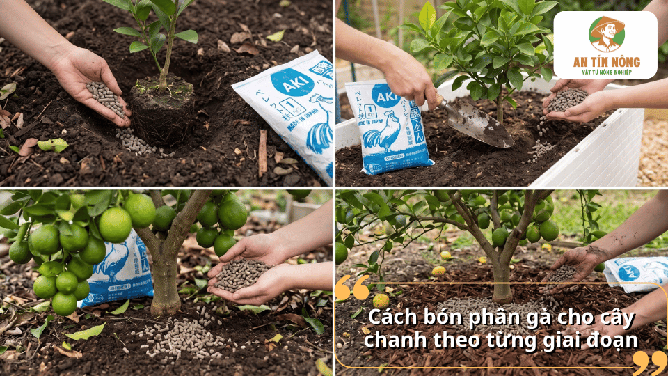 Cách bón phân gà cho cây chanh theo từng giai đoạn giúp cây phát triển khỏe mạnh và cho quả tốt.