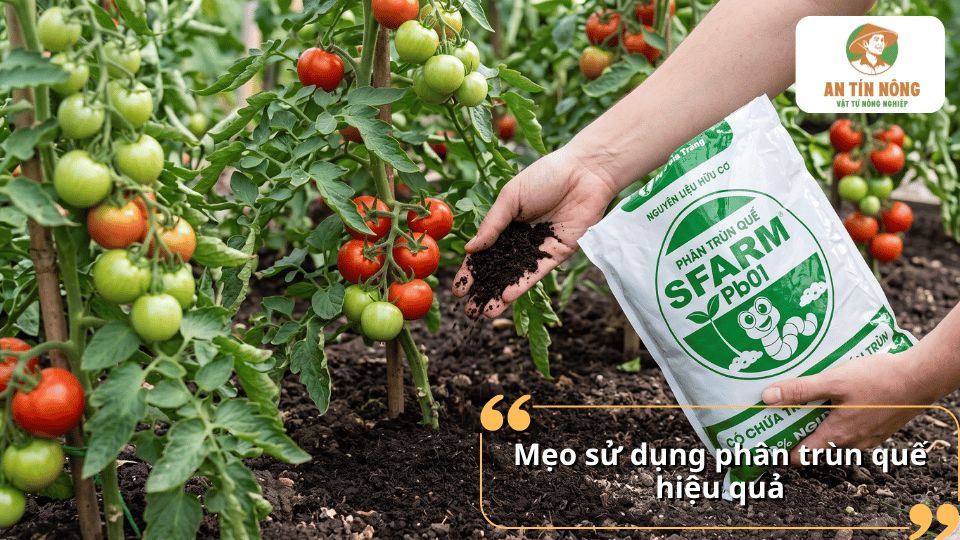 Mẹo sử dụng phân trùn quế hiệu quả cho cà chua, giúp cây phát triển khỏe và cho năng suất tốt.