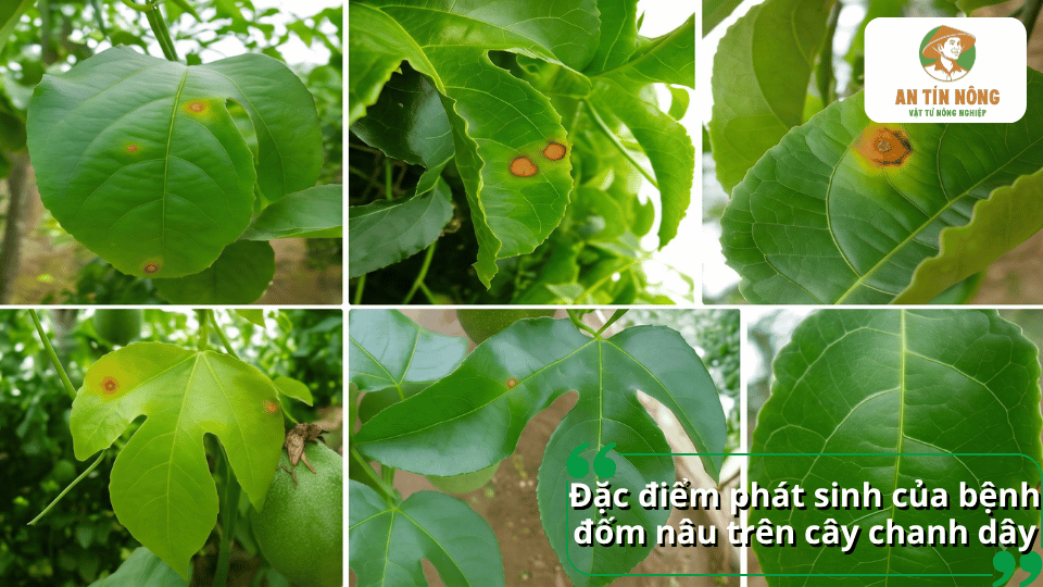 Đặc điểm phát sinh của bệnh đốm nâu trên cây chanh dây qua các vết bệnh trên lá.