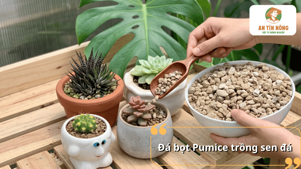 Đá bọt Pumice trồng sen đá với dạng hạt xốp, được sử dụng phối trộn giá thể nhằm tăng độ thoáng và khả năng thoát nước.