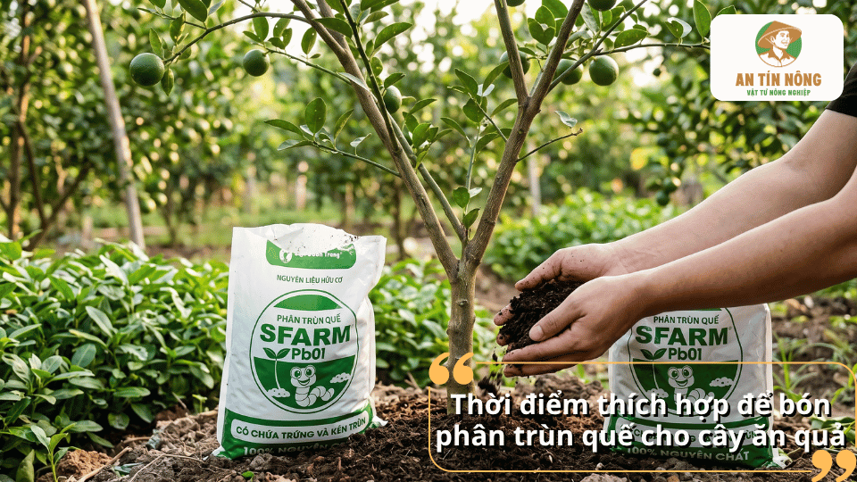 Thời điểm thích hợp để bón phân trùn quế cho cây ăn quả.