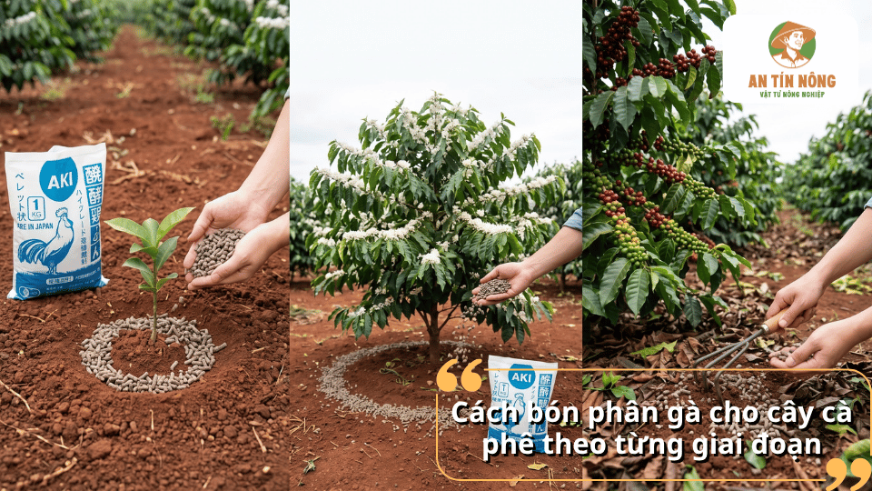 Cách bón phân gà cho cây cà phê theo từng giai đoạn, từ cây con đến thời kỳ sinh trưởng và mang trái.
