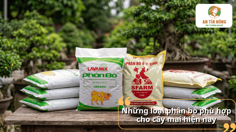 Những loại phân bò phù hợp cho cây mai hiện nay.