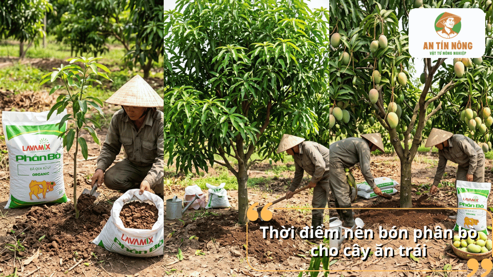 Thời điểm nên bón phân bò cho cây ăn trái theo từng giai đoạn sinh trưởng và phát triển.