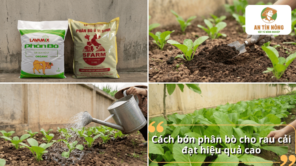 Cách bón phân bò cho rau cải đạt hiệu quả cao, kết hợp bổ sung phân và tưới nước đúng cách.