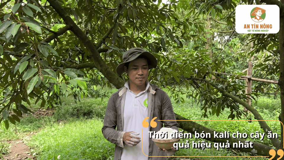 Thời điểm bón kali cho cây ăn quả hiệu quả, phù hợp với từng giai đoạn sinh trưởng và nuôi trái.