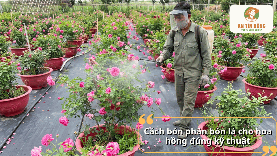 Cách bón phân bón lá cho hoa hồng đúng kỹ thuật, người trồng phun phân lên tán lá và cây hoa trong vườn.