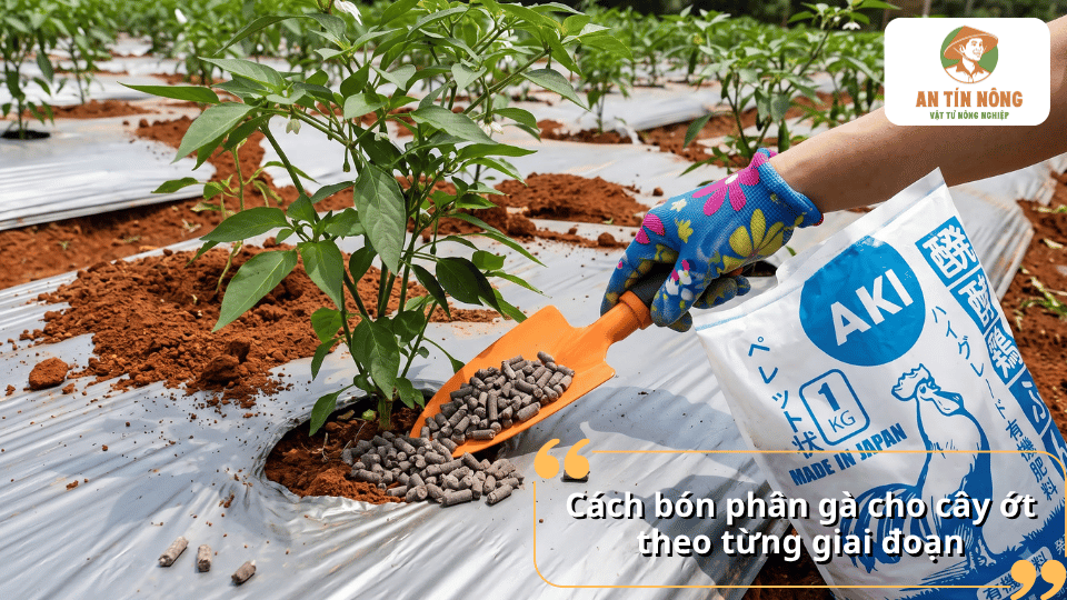 Cách bón phân gà cho cây ớt theo từng giai đoạn sinh trưởng, từ cây con đến khi ra trái.