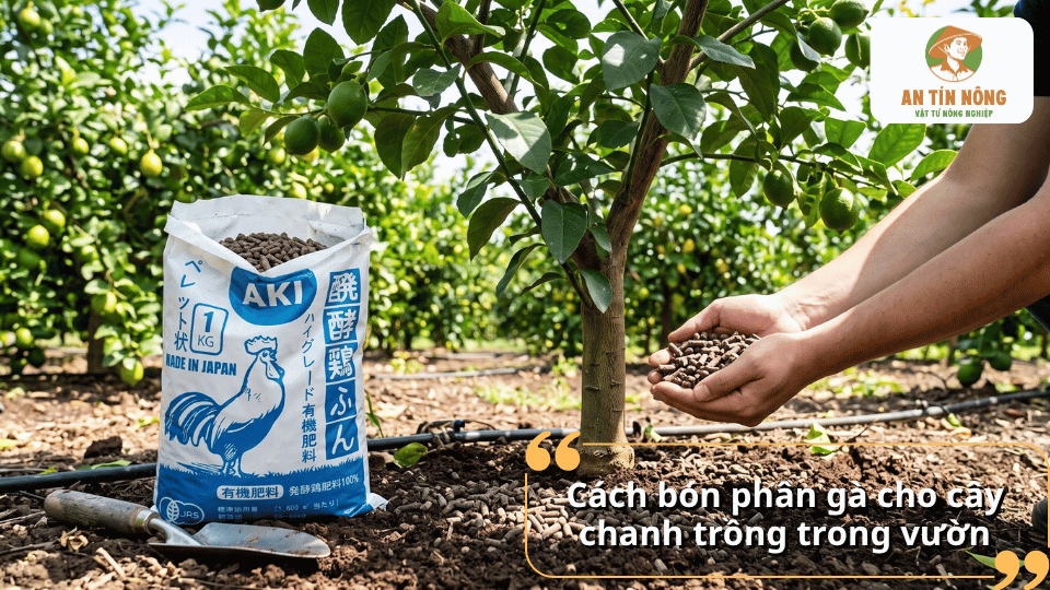 Cách bón phân gà cho cây chanh trồng trong vườn giúp bổ sung dinh dưỡng và hỗ trợ cây sinh trưởng