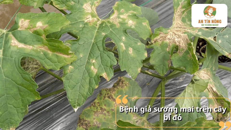 Bệnh giả sương mai trên cây bí đỏ gây đốm bệnh và làm lá vàng, giảm khả năng sinh trưởng.