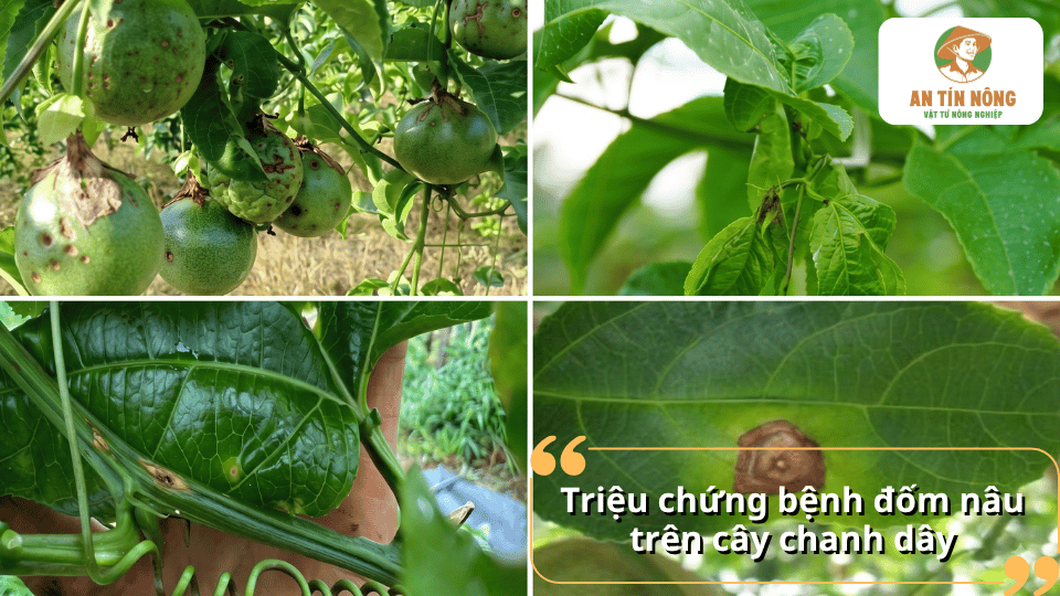 Triệu chứng bệnh đốm nâu trên cây chanh dây với các vết đốm nâu xuất hiện trên lá và quả.