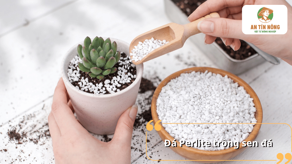 Đá Perlite trồng sen đá dạng hạt trắng nhẹ, được phối trộn cùng đất để tăng độ tơi xốp và cải thiện độ thông thoáng.
