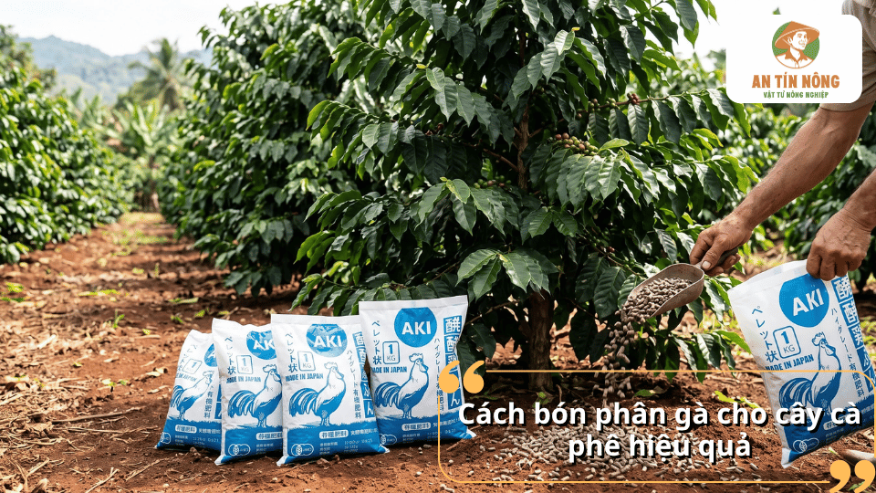 Cách bón phân gà cho cây cà phê hiệu quả, minh họa cách rải phân quanh gốc cây trong vườn.