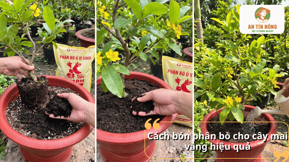 Cách bón phân bò cho cây mai vàng hiệu quả, đúng kỹ thuật.