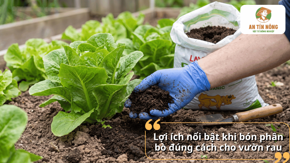 Lợi ích nổi bật khi bón phân bò đúng cách cho vườn rau, giúp bổ sung hữu cơ và cải thiện đất.