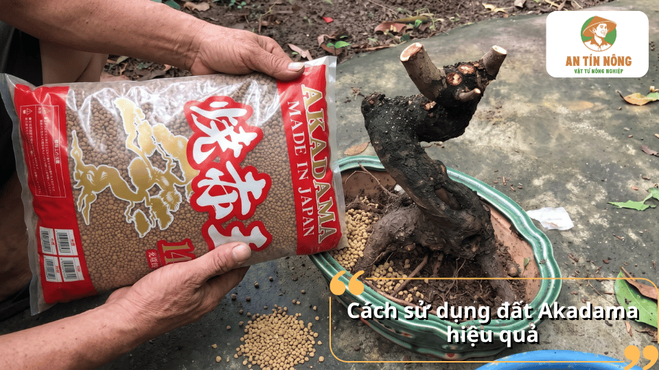 Cách sử dụng đất Akadama hiệu quả khi trồng bonsai, với hình ảnh bổ sung hạt Akadama vào chậu cây để làm giá thể.