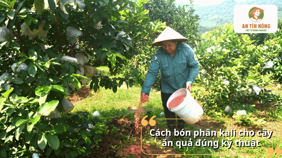 Cách bón phân kali cho cây ăn quả đúng kỹ thuật, giúp cây hấp thu dinh dưỡng hiệu quả.