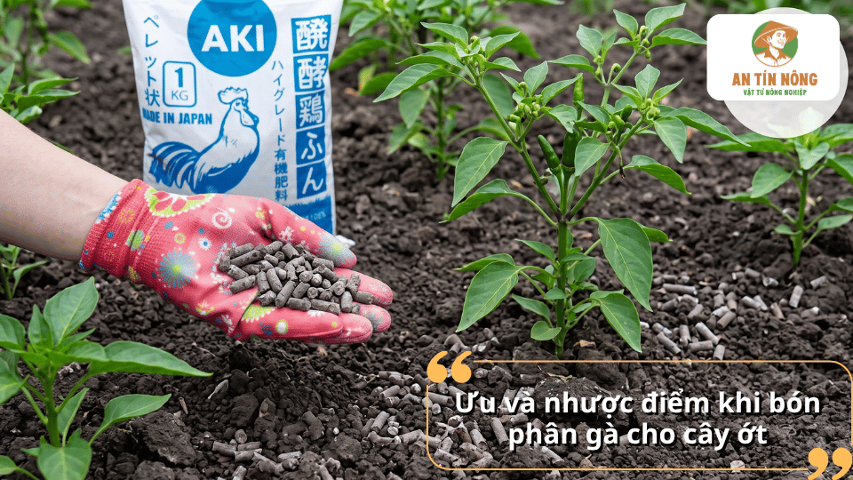 Ưu và nhược điểm khi bón phân gà cho cây ớt, giúp sử dụng phân đúng cách và hiệu quả.