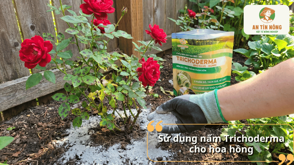 Sử dụng nấm Trichoderma cho hoa hồng giúp hỗ trợ phòng ngừa nấm bệnh trong đất