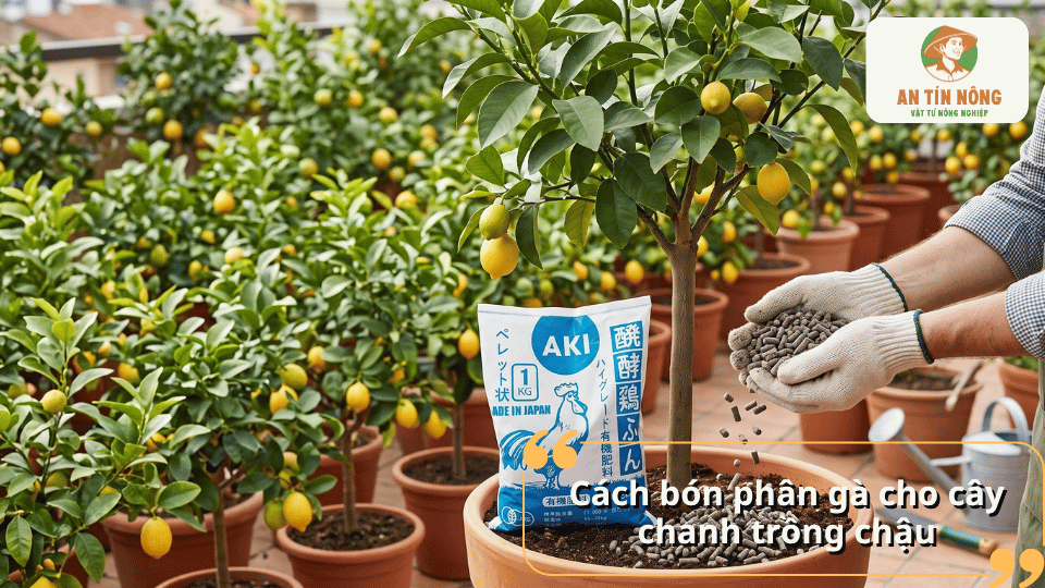 Cách bón phân gà cho cây chanh trồng trong chậu giúp cung cấp dinh dưỡng và duy trì cây phát triển khỏe mạnh.