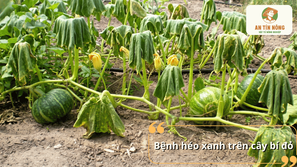 Bệnh héo xanh trên cây bí đỏ khiến lá và thân cây héo rũ, ảnh hưởng đến quá trình phát triển.