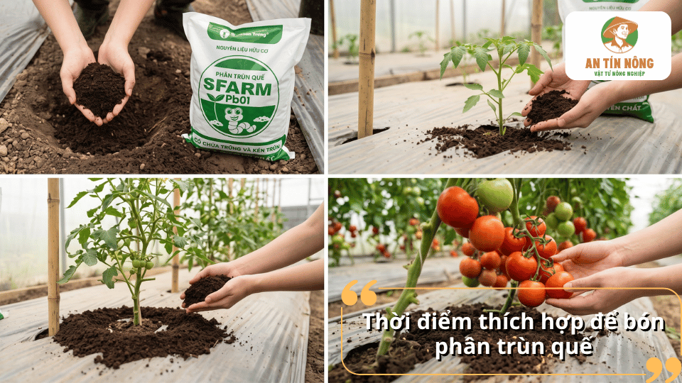 Thời điểm thích hợp để bón phân trùn quế cho cà chua theo từng giai đoạn sinh trưởng và phát triển.