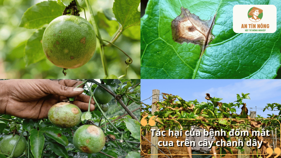 Tác hại của bệnh đốm nâu trên cây chanh dây làm ảnh hưởng đến lá, quả và năng suất cây.